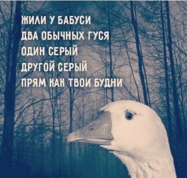 Гусь вялый