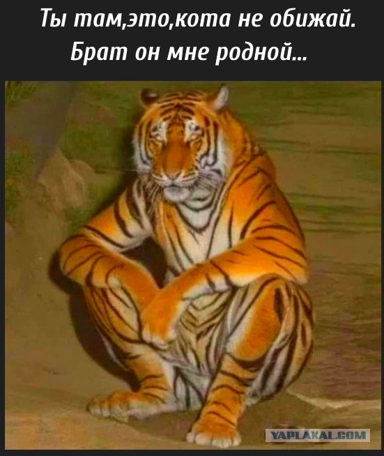 Картинки для деградации 113 (разной степени свежести)