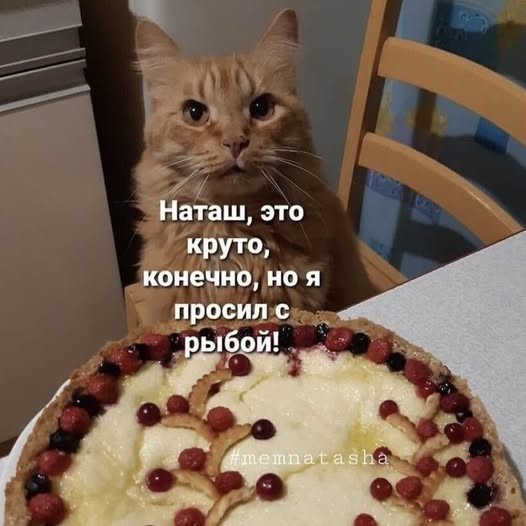 К котовторнику: подборка картинок-баянов с котиками и про котиков. Выпуск 42.