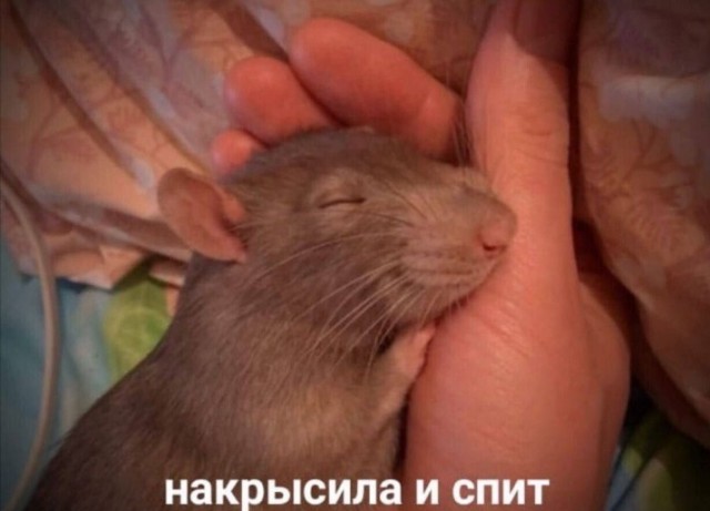 Картинки для деградации 244 (разной степени свежести)