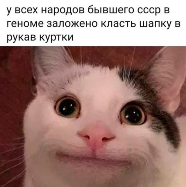Всемирный день котиков.