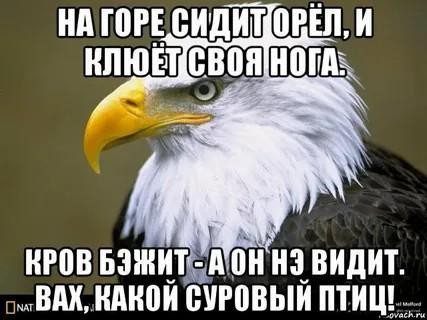 Про орлов, коллеги.
