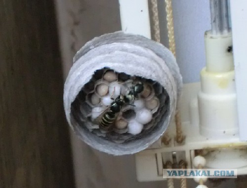 Нехитрый способ избавиться от пчел