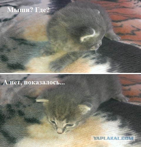 Ми-ми-ми подборка