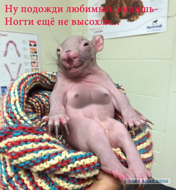 Кого же она напоминает?