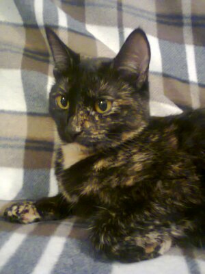 Котовторник