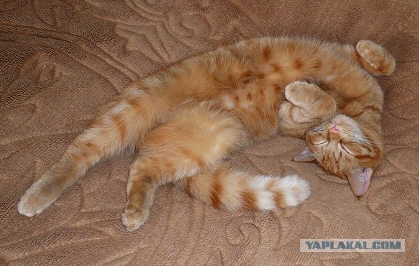 Котовторник 28.04.2015