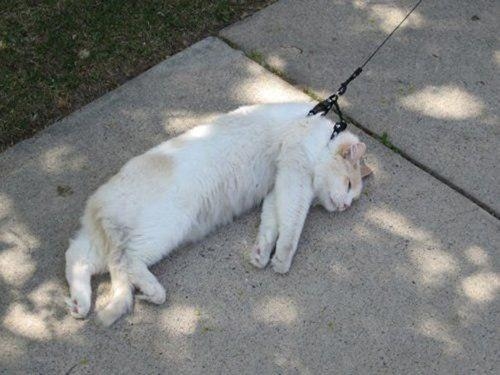 Котовторник