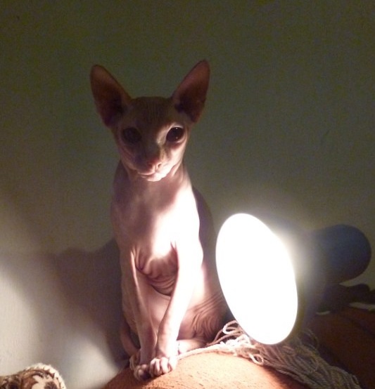 Котовторник 17.11.2015