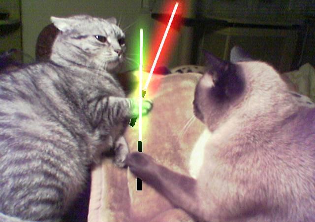 Коты, кошки, котята
