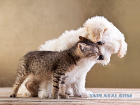 Фотографии, которые лучше всяких антидепрессантов