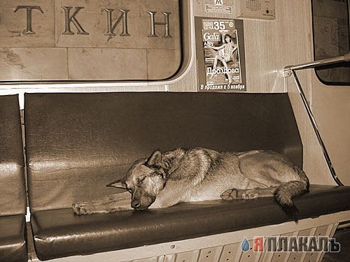 УЛЫБНИСЬ! Животное ассорти