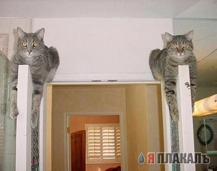 Коты, кошки, котята