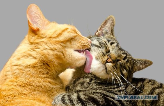 Выборка фотогеничных котэнов