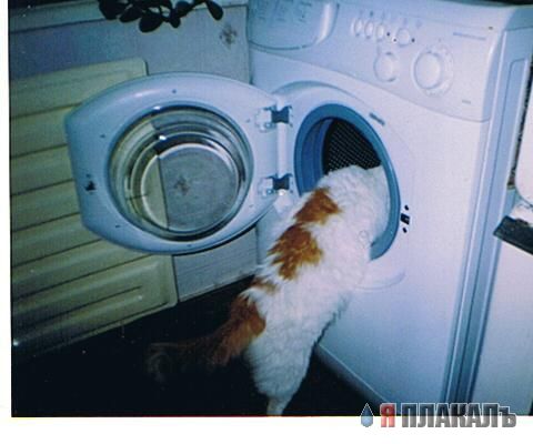 Котовторник!