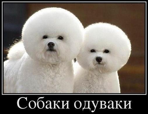 Божьи твари
