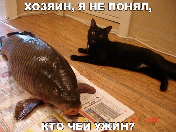 Мохнатые беспредельщики