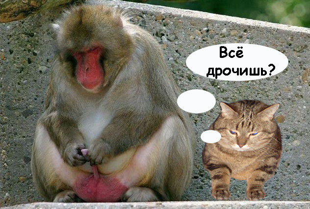 Фотожаба: Правильное питание для кота