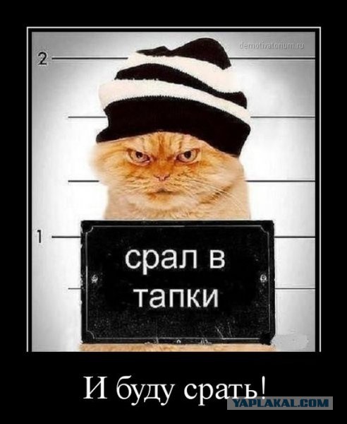Очень злой кот