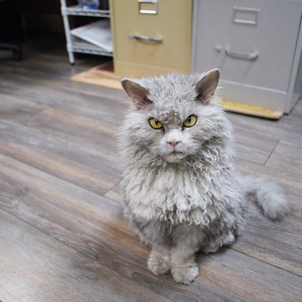 Коты из сети