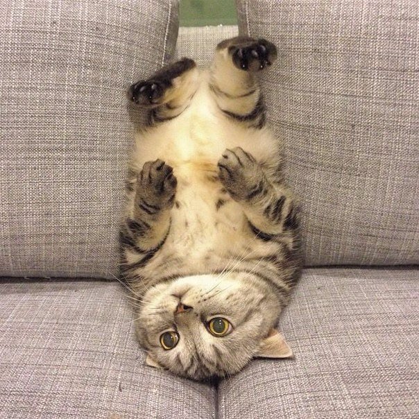 Коты из сети