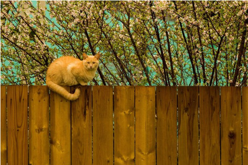 Коты и Кошки