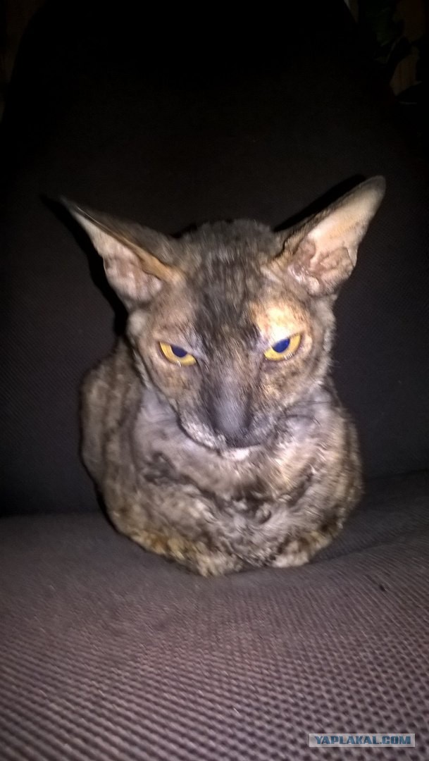 Котовторник 25.04.2017