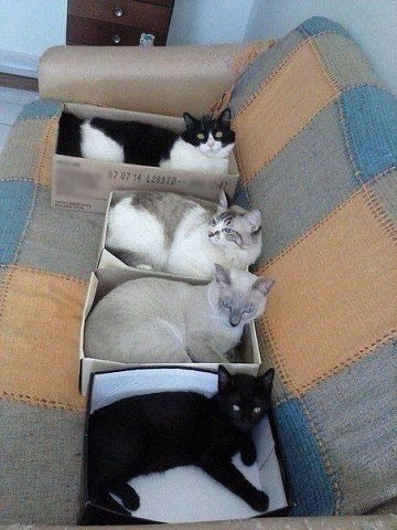 Коты и Кошки