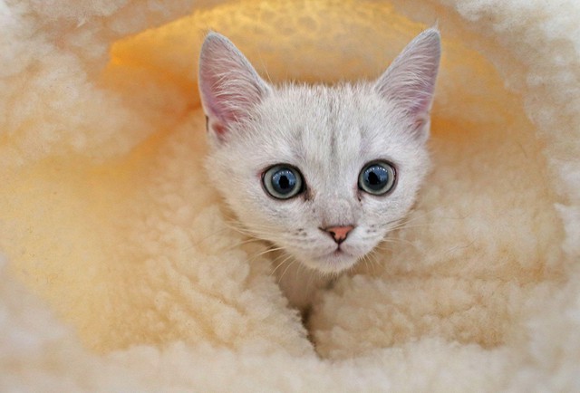 Коты и Кошки