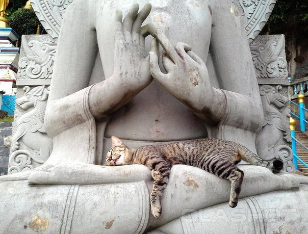 Коты и Кошки