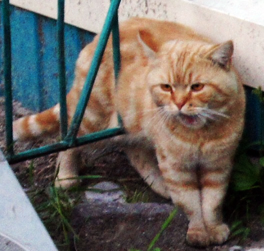 Котовторник  15.08.2017