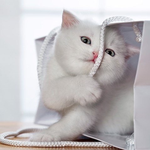 Фотобомбы котов