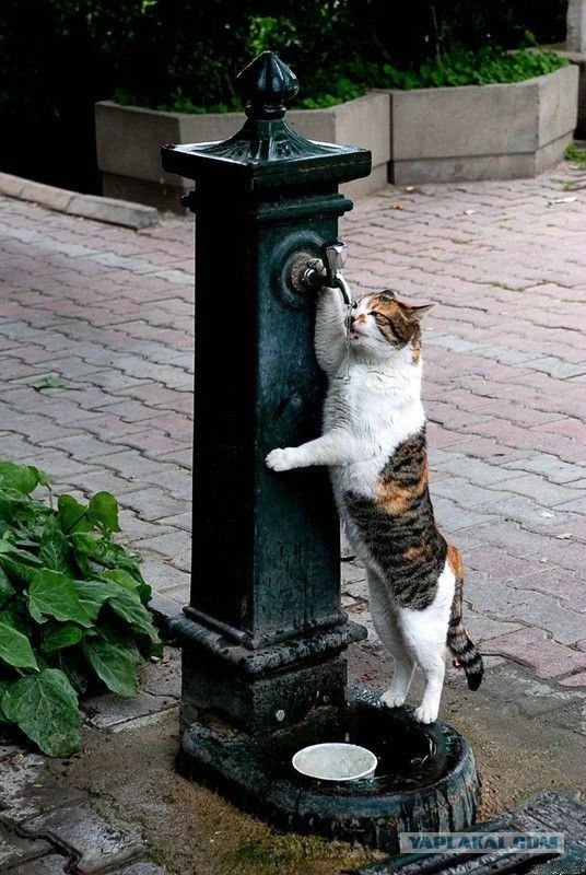 Котовторник на ЯПлакалъ (27.05.08), прикольные коты, добавляем свои!
