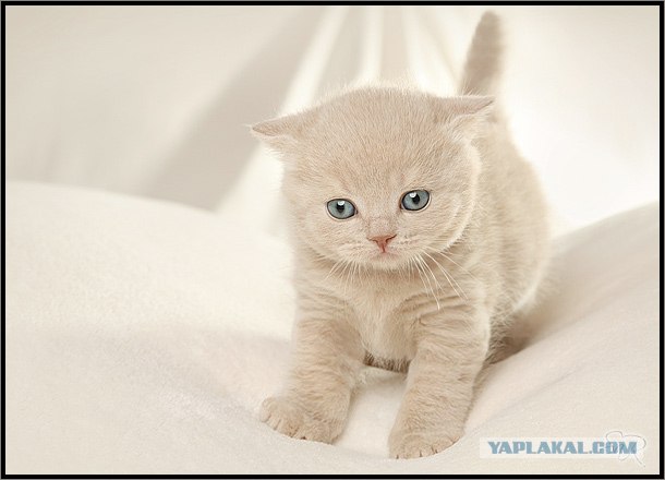 Даёшь Котовторник на ЯПе! (29.07.08)