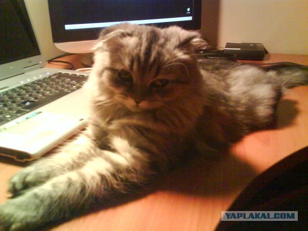 Котовторнику Да (09.12.08)