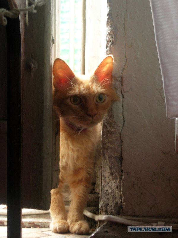 Котовторник (06.01)