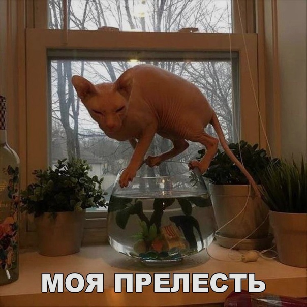 Немного милоты