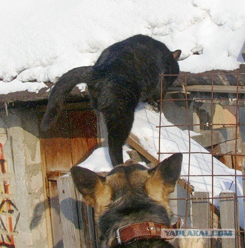 А вот котовторничек