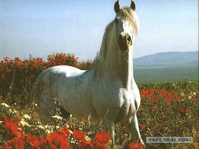 Конепятница