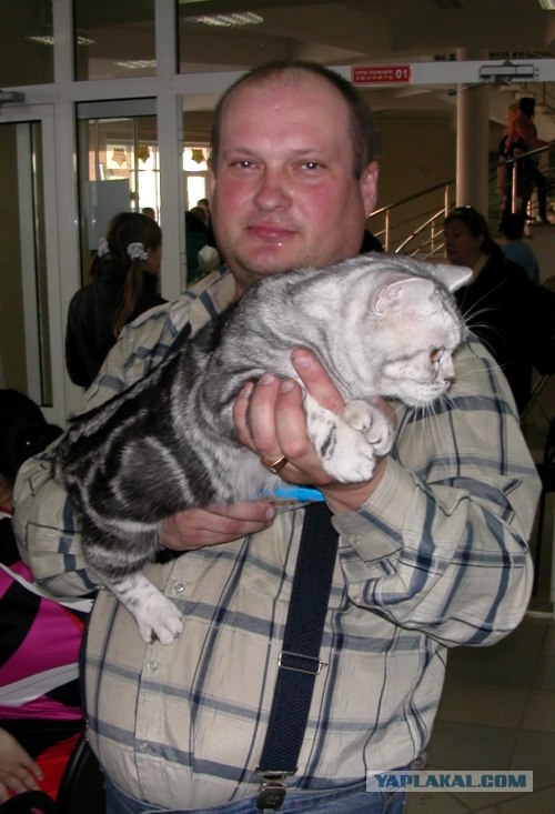 На Котовторник: Выставка Кошек в Кургане