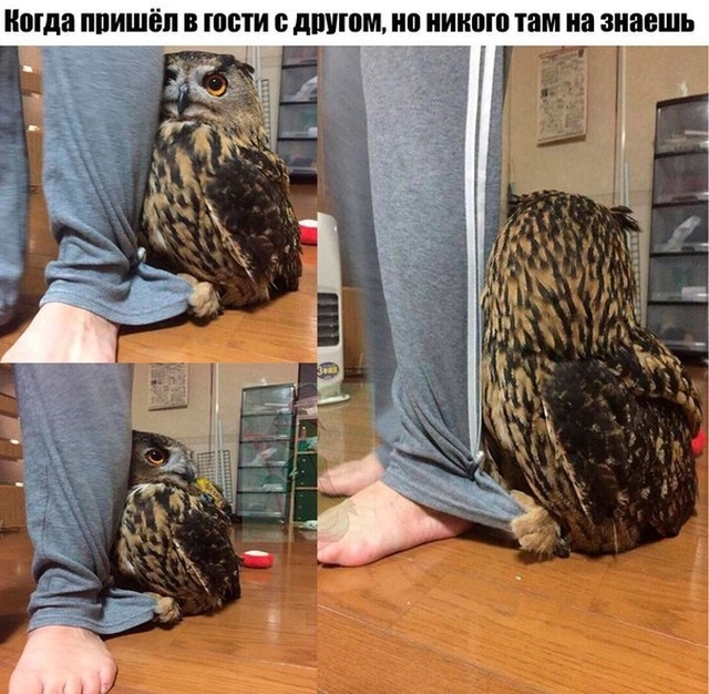 Прикольные картинки абавсём