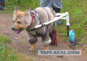 А он все равно будет радоваться жизни!