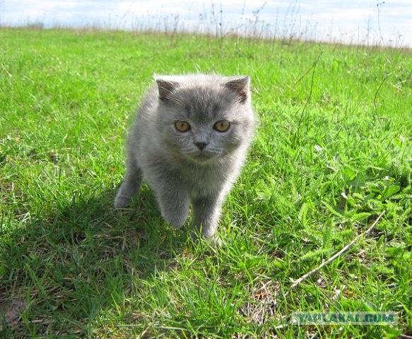 Котовторник! 08.11.11