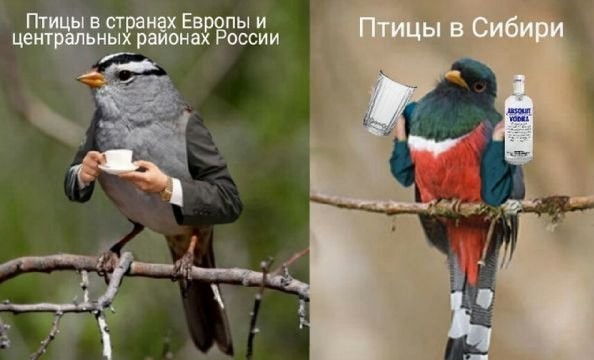 И шо у нас тут? Опа, картинки что-ли?