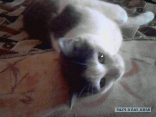 Котовторник 20.03.2012