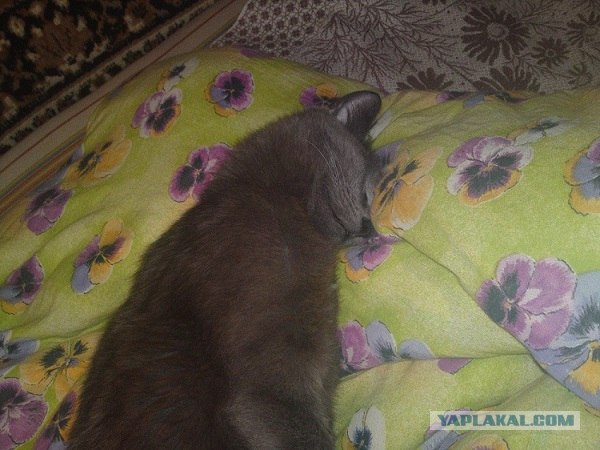 Котовторник 17.04.2012