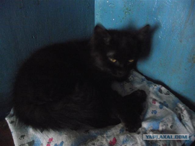 Котовторник  12. 06. 2012