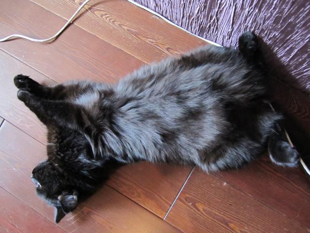 Котовторник  28.08.12