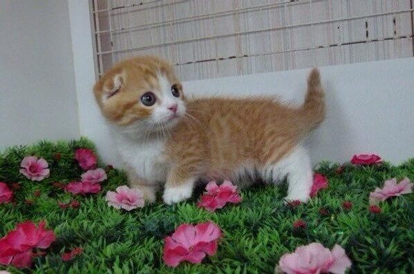 Забавные фото котеек