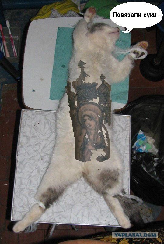 Отжабте моего кота